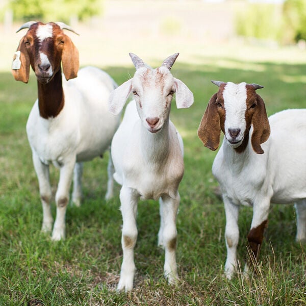 Recognizing and Treating Common Goat Ailments